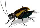 Field Cricket