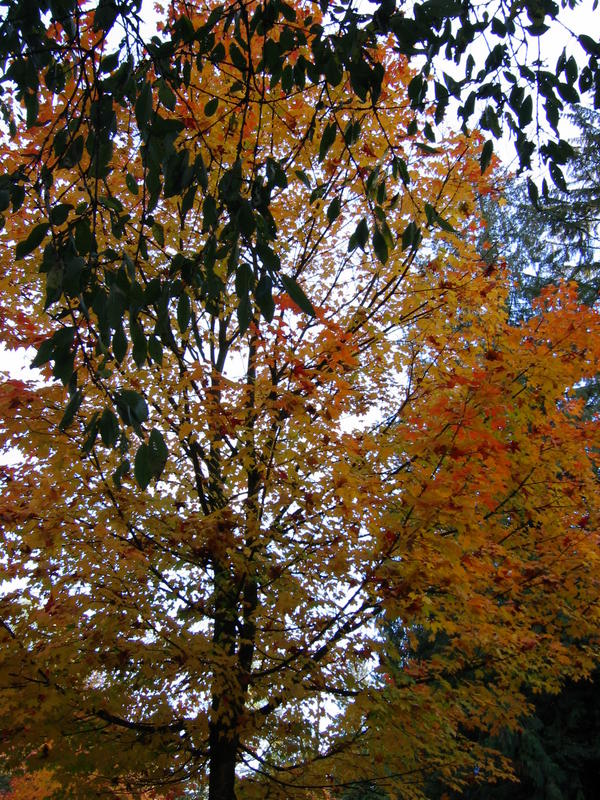 [deerlakepark-2005_10_15/16_55_12.jpg]