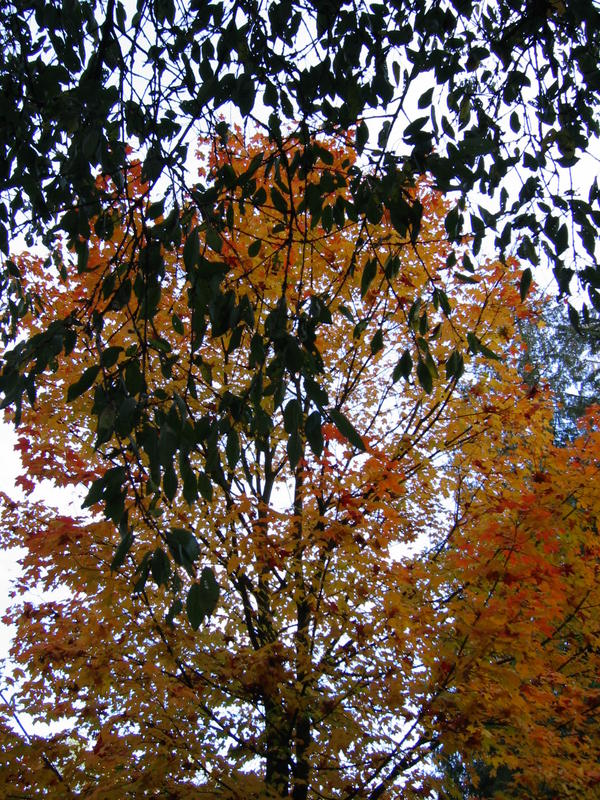 [deerlakepark-2005_10_15/16_55_18.jpg]
