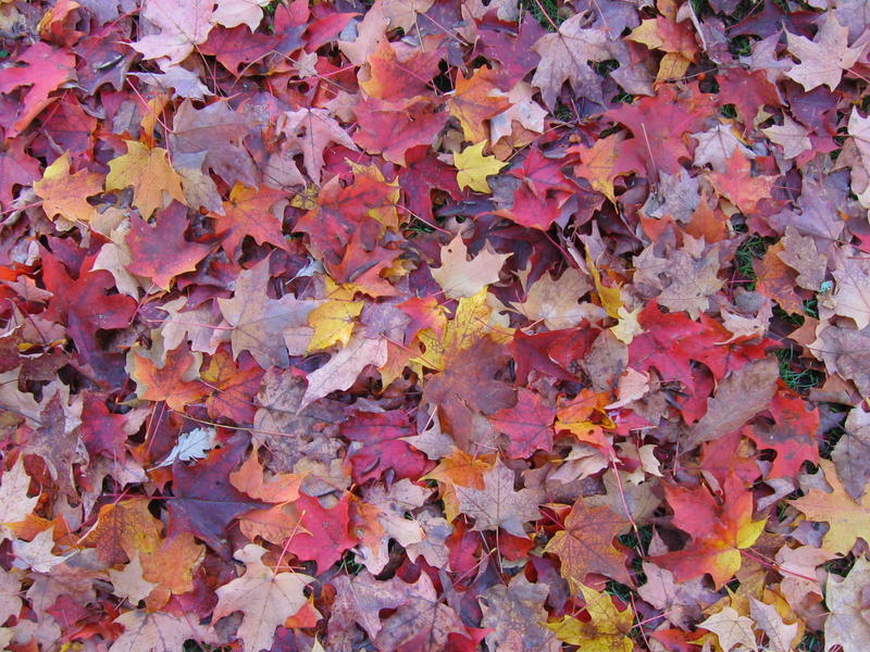 [deerlakepark-2005_10_15/16_55_47.jpg]