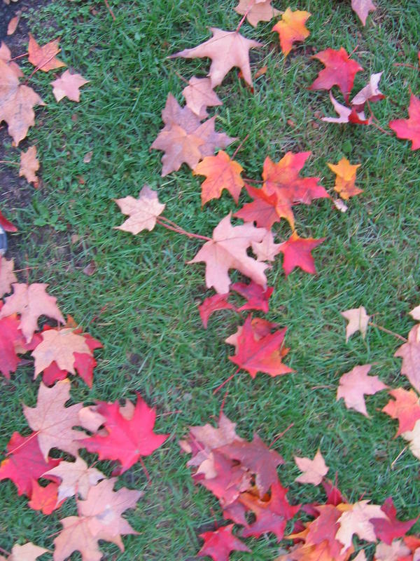 [deerlakepark-2005_10_15/16_56_00.jpg]