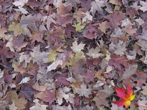 [Deer Lake Park, Vancouver, Canada, October 2005]