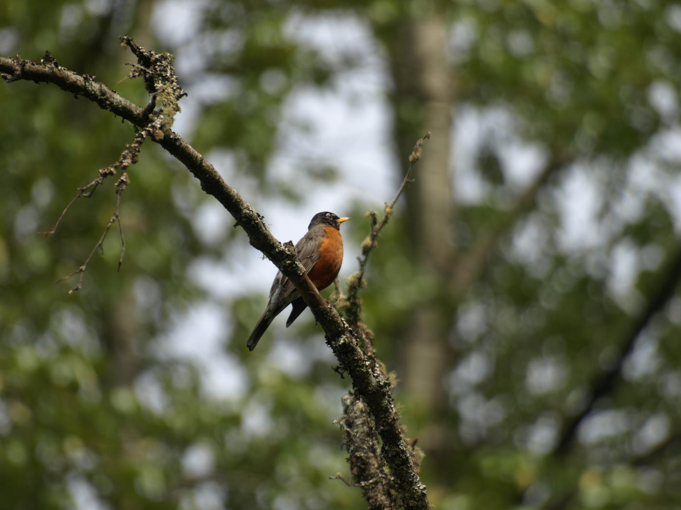 [misc1/deerlake-may-bird.jpg]