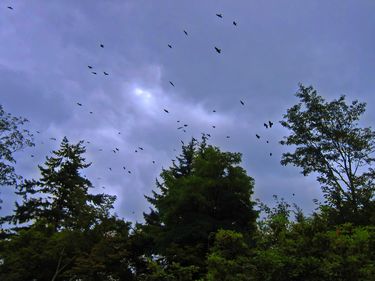 [Queen Elizabeth Park, Canada, Summer 2005]